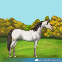 Horse Color:Classic Champagne Roan Dun 