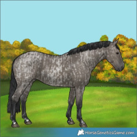 Horse Color:Grullo Roan  and Grullo 