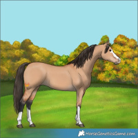 Horse Color:Bay Dun 