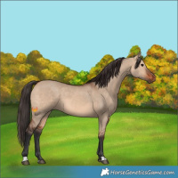Horse Color:Bay Dun 
