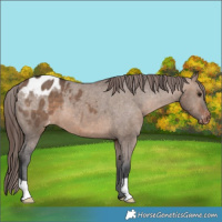 Horse Color:Brown Dun Varnish 