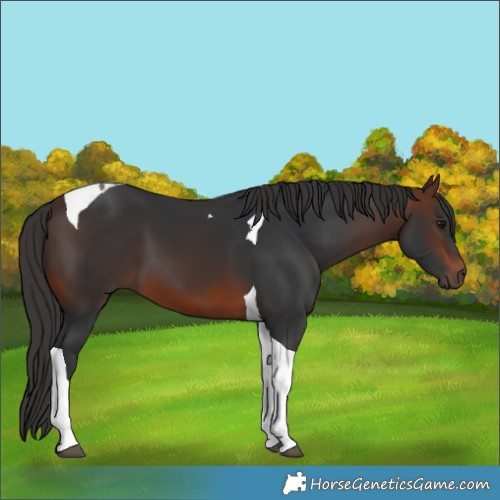Horse Color:Brown Tobiano 