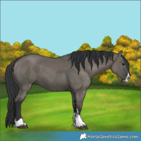 Horse Color:Grullo  and Grullo 