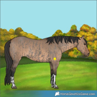 Horse Color:Unknown 