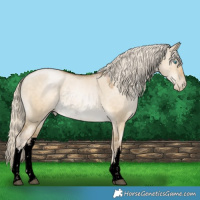 Horse Color:Void White Spotted Chocolate Palomino Pearl Dun Mushroom Rabicano