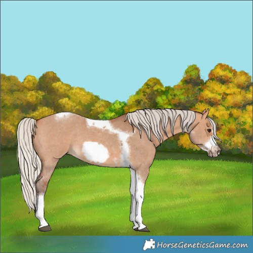 Horse Color:Silver Bay Dun Sabino Tobiano Frame Rabicano 