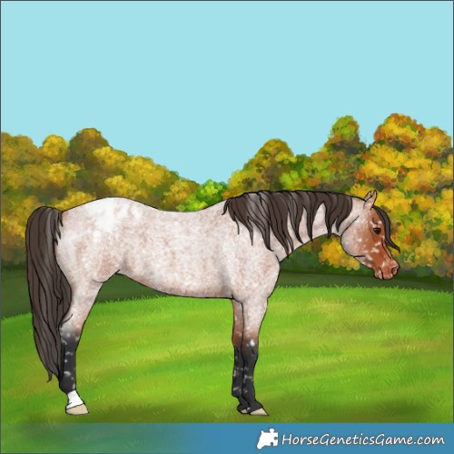 Horse Color:Bay Roan Appaloosa 