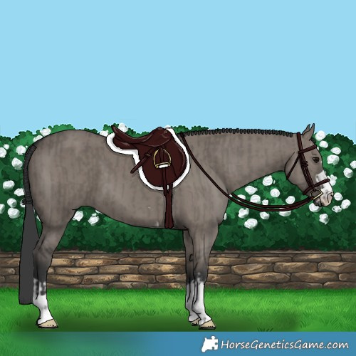 Horse Color:Grullo  and Grullo 