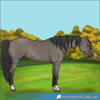Horse Color:Grullo and Grullo Rabicano