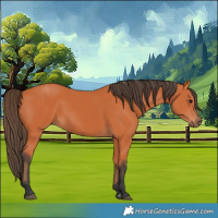 Horse Color:Bay 