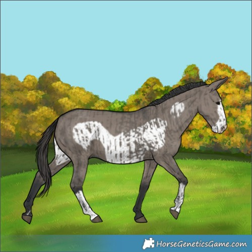 Horse Color:Grullo  and Grullo Frame 