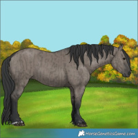 Horse Color:Grullo and Grullo
