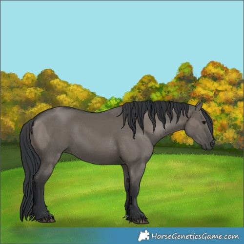 Horse Color:Grullo  and Grullo 