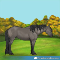 Horse Color:Grullo and Grullo