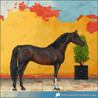 Horse Color:Brown Tobiano 