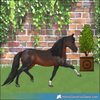 Horse Color:Brown Tobiano