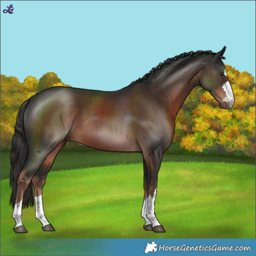 Horse Color:Liver Chestnut 