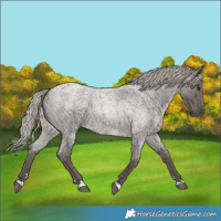 Horse Color:Silver Blue Roan 