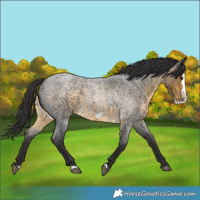 Horse Color:Buckskin Roan Frame 