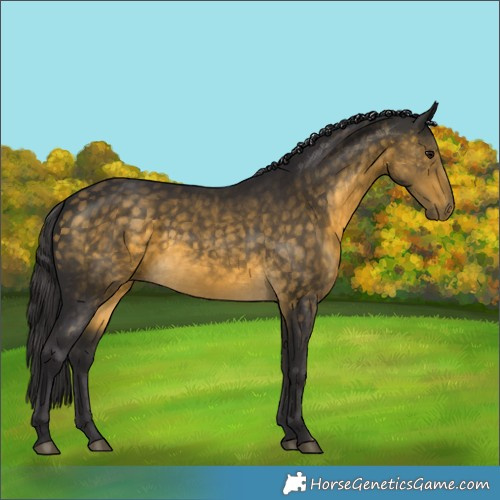 Horse Color:Buckskin 