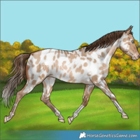 Horse Color:White Spotted Bay Snowdrop Dun Tobiano Near Leopard Rabicano 
