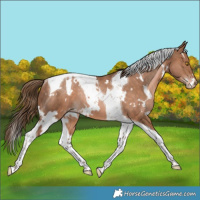 Horse Color:White Spotted Bay Snowdrop Tobiano Varnish Rabicano 