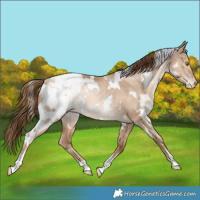 Horse Color:White Spotted Liver Red Dun Snowdrop Snowcap Rabicano