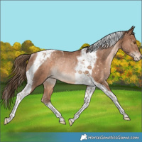 Horse Color:Brown Pearl Tobiano Appaloosa Rabicano 