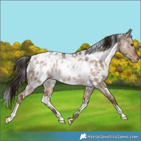 Horse Color:White Spotted Liver Red Dun Near Leopard Rabicano