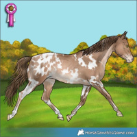 Horse Color:White Spotted Liver Chestnut Snowdrop Blanket Rabicano 