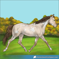 Horse Color:White Spotted Liver Red Dun Pearl Rabicano