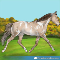 Horse Color:White Spotted Liver Red Dun Pearl Rabicano 