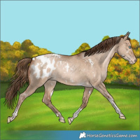 Horse Color:White Spotted Bay Snowdrop Dun Tobiano Blanket Rabicano 