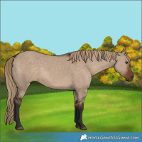 Horse Color:Liver Red Dun 