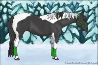 Horse Color:Smoky Black Tobiano 