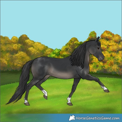 Horse Color:Black Sabino