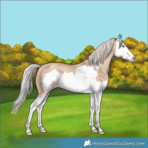 Horse Color:Silver Sable Champagne Dun Splash Frame