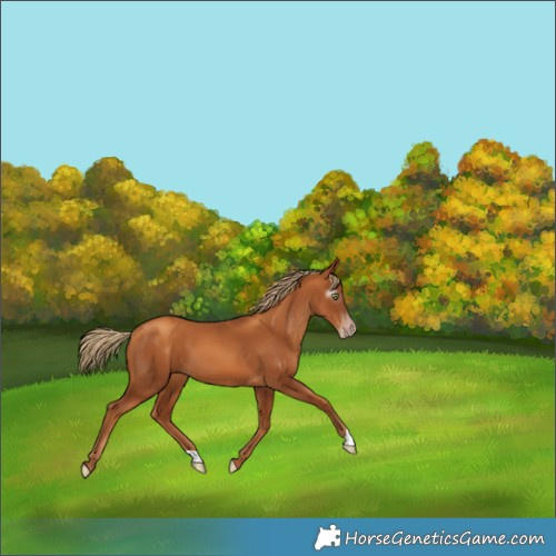 Horse Color:Gray Gold Champagne