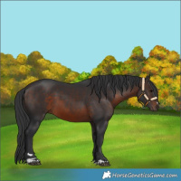 Horse Color:Brown 