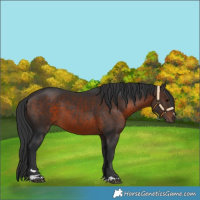 Horse Color:Brown 