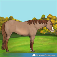 Horse Color:Red Dun Splash 