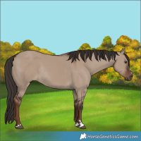 Horse Color:Liver Red Dun Rabicano 