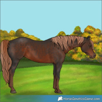 Horse Color:Liver Chestnut 
