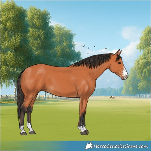 Horse Color:Bay 