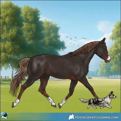 Horse Color:Liver Chestnut 