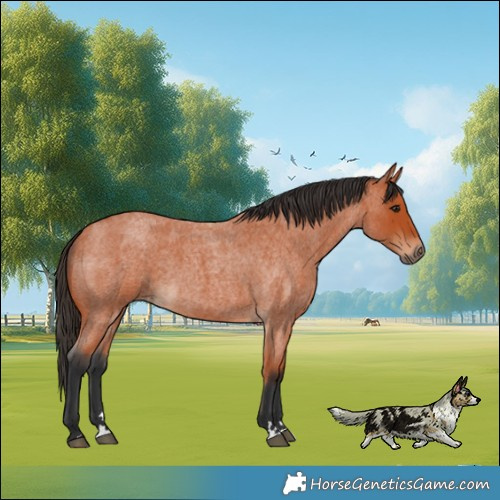 Horse Color:Bay Roan 