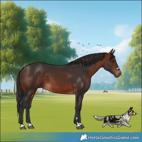 Horse Color:Bay 