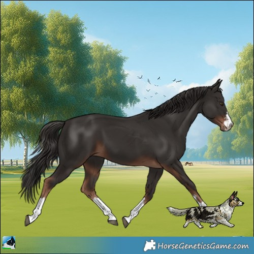 Horse Color:Liver Chestnut 