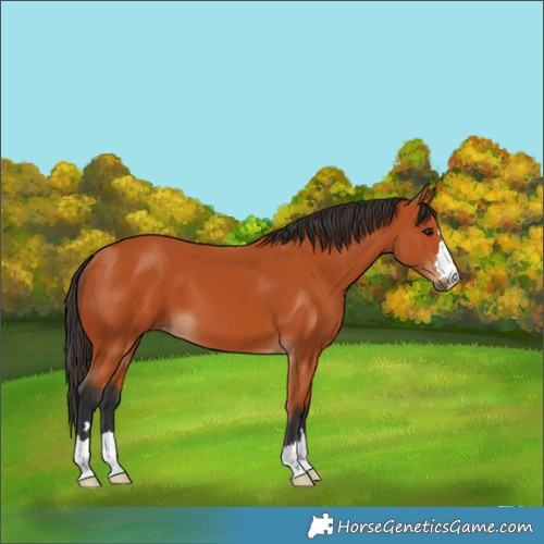 Horse Color:Bay 