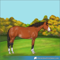 Horse Color:Bay 